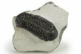 Detailed Austerops Trilobite - Nice Eye Facets #311074-3